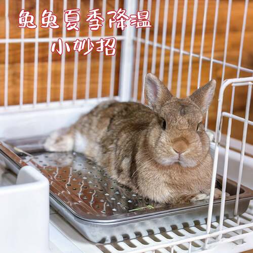 宠物冰垫夏季兔子窝耐抓耐咬小宠降温解暑冰盒猫咪狗狗睡觉凉垫