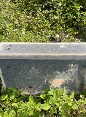笼蜂工蜂合群蜂 不带王不带箱 中蜂土蜂并群蜂强群补弱群蜜蜂顺丰
