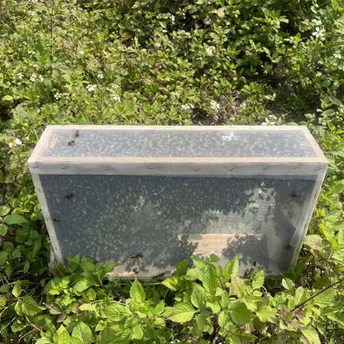 笼蜂工蜂合群蜂 不带王不带箱 中蜂土蜂并群蜂强群补弱群蜜蜂顺丰