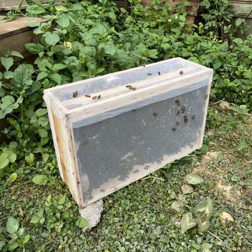 中蜂活群 笼蜂带空脾带王 土蜂群授粉蜂双色阿坝产卵原群蜂王出售