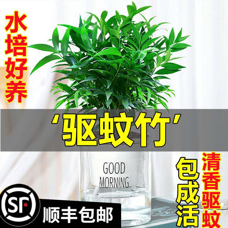 驱蚊竹柏盆栽驱蚊草水培植物富贵竹花卉室内四季常青绿植水养植物