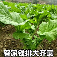 广东钱排大芥菜新鲜脆甜大芥菜大青菜农家种大芥菜甜芥菜大叶青菜