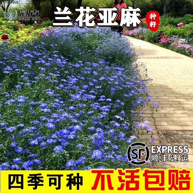 蓝花亚麻籽花种子盆栽花卉种子阳台庭院花种子兰花蓝亚麻花籽花海