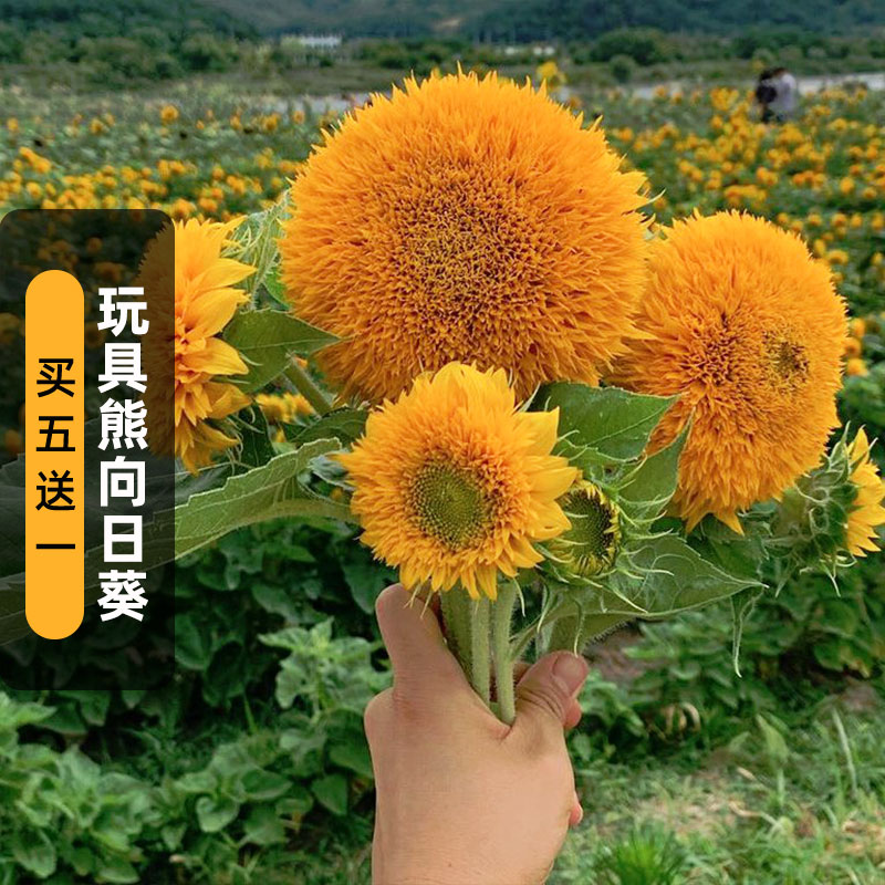 玩具熊向日葵种子20粒重瓣