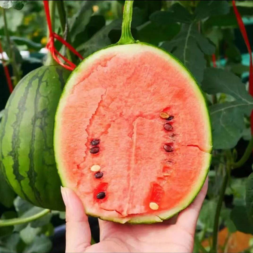 88元到手1包【盆栽小西瓜种子】红玉西瓜麒麟西瓜籽绿皮红壤籽