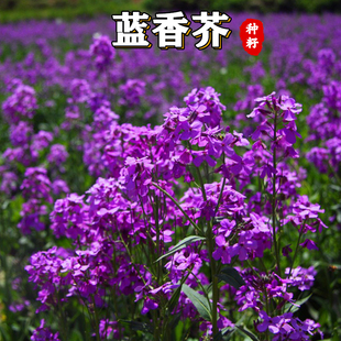 蓝香芥种子四季开花易种活的室内阳台绿植盆栽庭院花卉种子花籽