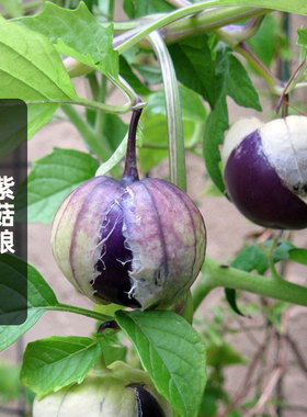 紫菇娘种子100粒紫色水果酸浆挂金灯食用姑娘果种籽阳台盆栽春播