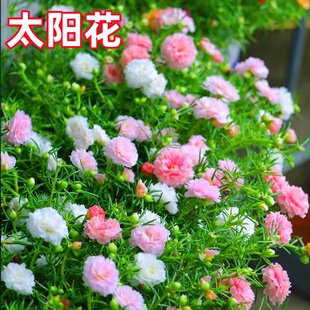 重瓣太阳花种子四季开花种孑易活花籽室内盆栽庭院春夏播种死不了