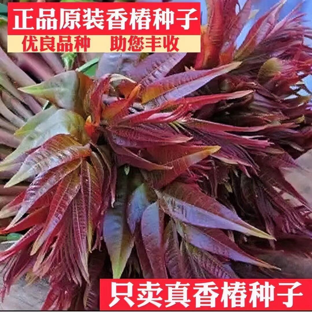 香椿种子芽苗菜红椿树红香椿香椿树盆栽四季播红油香椿种籽