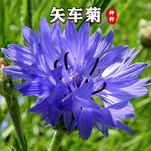 矢车菊花种子四季播种易活开花卉室内外庭院绿化盆栽植物花种籽子