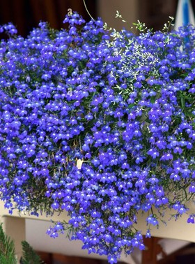 六倍利种子翠蝶花蓝色小花四季播种山梗菜易爆盆盆栽垂吊花种籽