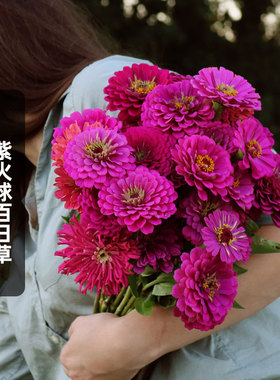 紫色大花百日草种子100粒紫火球步步高花种籽可切花阳台盆栽春播