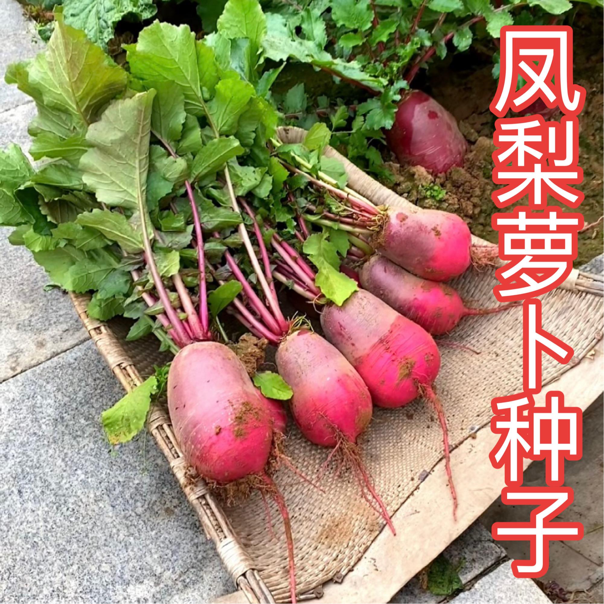 【凤梨萝卜种子】脆甜红皮