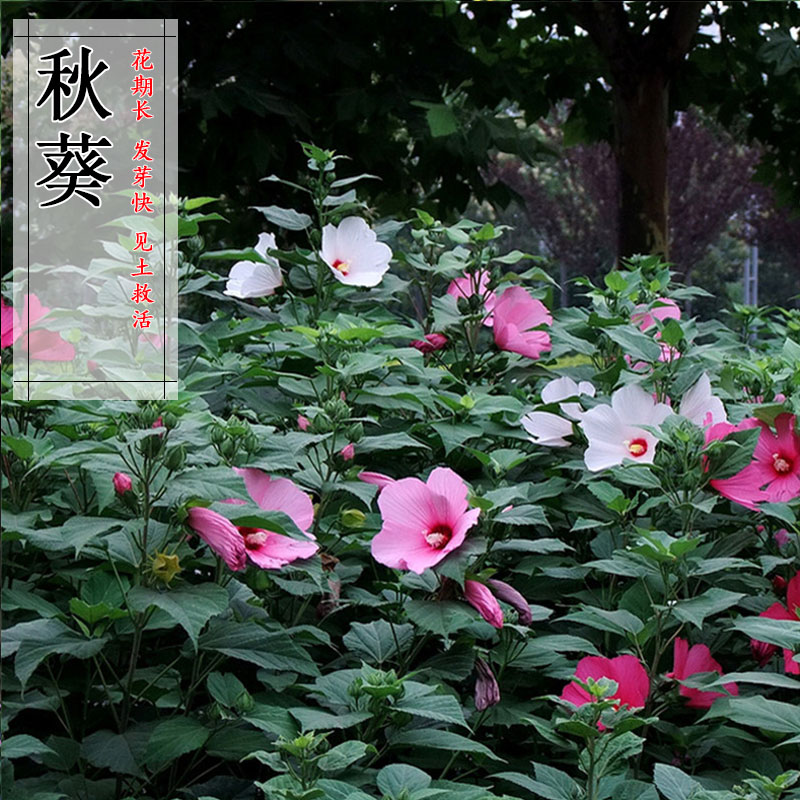 大花秋葵种子芙蓉葵花种籽庭院观赏草芙蓉花籽混色景观花海花卉