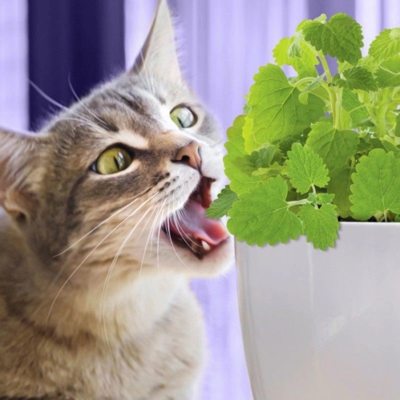 猫薄荷种子食用小荆芥籽柠