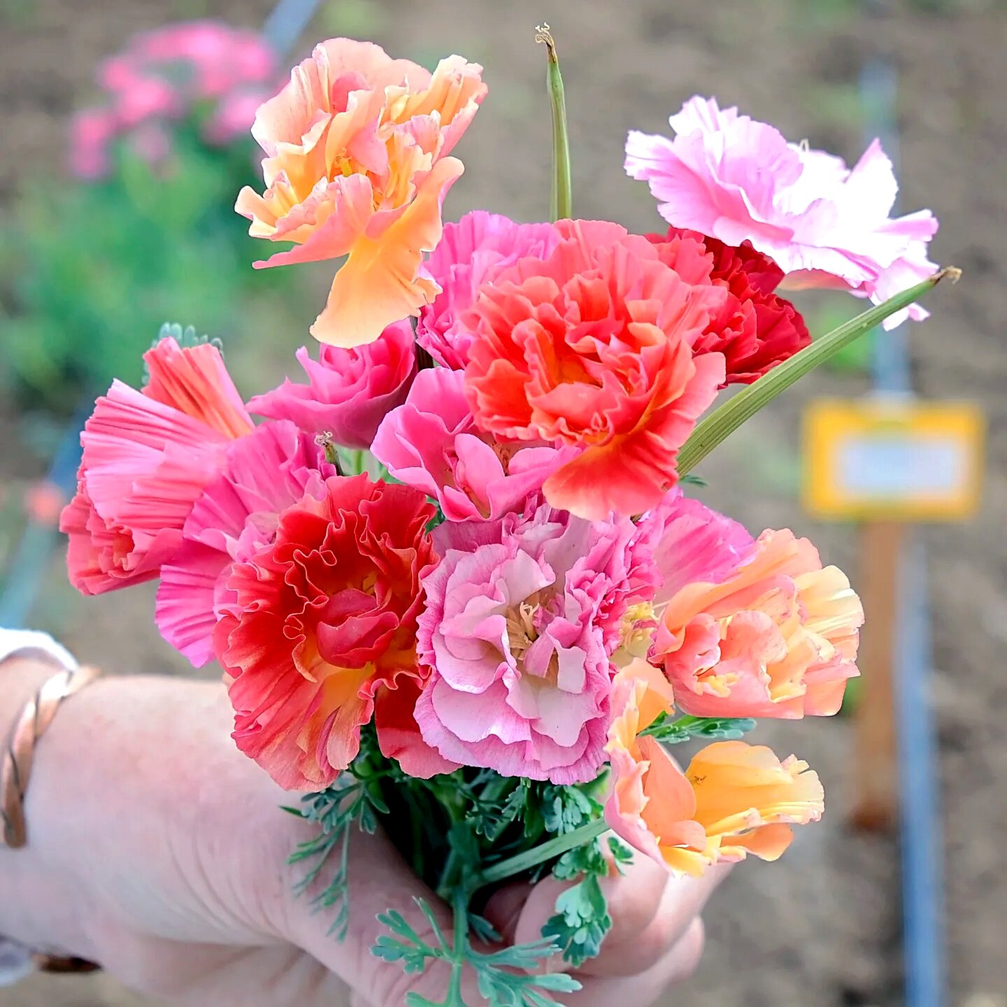 【皱边花菱草种子】重瓣加州虞美人四季种易活花种籽耐寒多年生宿