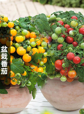 红色盆栽小番茄种子迷你矮生黄珍珠西红柿室内阳台易种春播