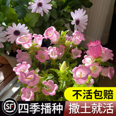 风铃花种子四季 开花见土就活室内外庭院阳台易活花种子草花绿植物