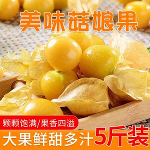 现摘东北姑娘果新鲜薄皮菇娘果黄灯笼果东北灯笼果云南姑娘果鲜果