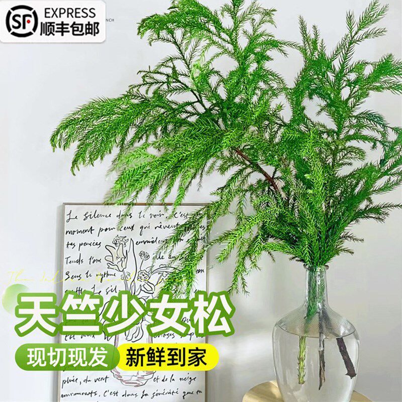 速发天竺少松枝期切水培绿植鲜杉枝花柳长室内歪脖子圣诞树松枝花