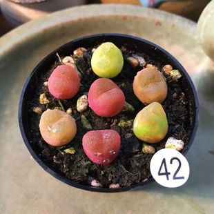 速发彩色毛汉肉多尼植物蟠桃水蜜土生石花肉锥带盆桃台办公室内盆