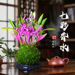 速发七彩石斛兰四季好花石斛兰盆栽苔花苞带藓球室内客厅兰养绿植
