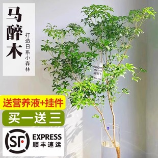 速发植醉木水培马物盆栽花切枝条美男树绿植吊钟室内水养鲜卉