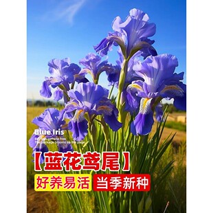 蓝花鸢尾花种籽子多年生花苗四季耐阴蝴蝶兰阳台庭院盆栽景观花卉