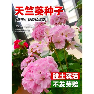 天竺葵种孑重瓣进口花种子籽四季开花盆栽多年生花苗庭院易活花卉