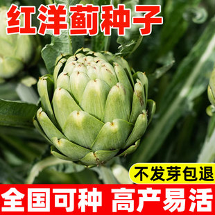 红洋蓟种子朝鲜蓟法国洋百合菊蓟四季种植蔬菜春秋冬易活盆栽高产