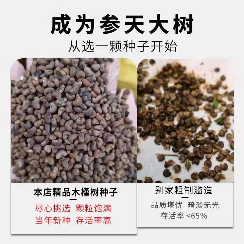 木槿花种子花树种子四季种易活室外庭院易种盆栽植物花卉木槿种子