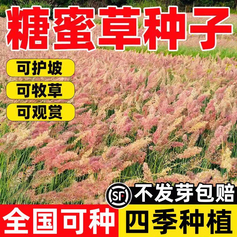 糖蜜草种子耐寒四季南北方种植牧草种籽护坡固土花园配景观赏草籽