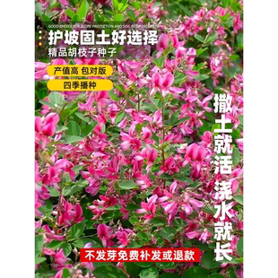 胡枝子种子护坡灌木紫穗槐多花木兰荆条猪屎豆刺槐银合欢护坡种籽