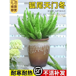 狐尾天门冬盆栽苗阳台庭院花园别墅地栽花镜绿植四季常青耐寒好养