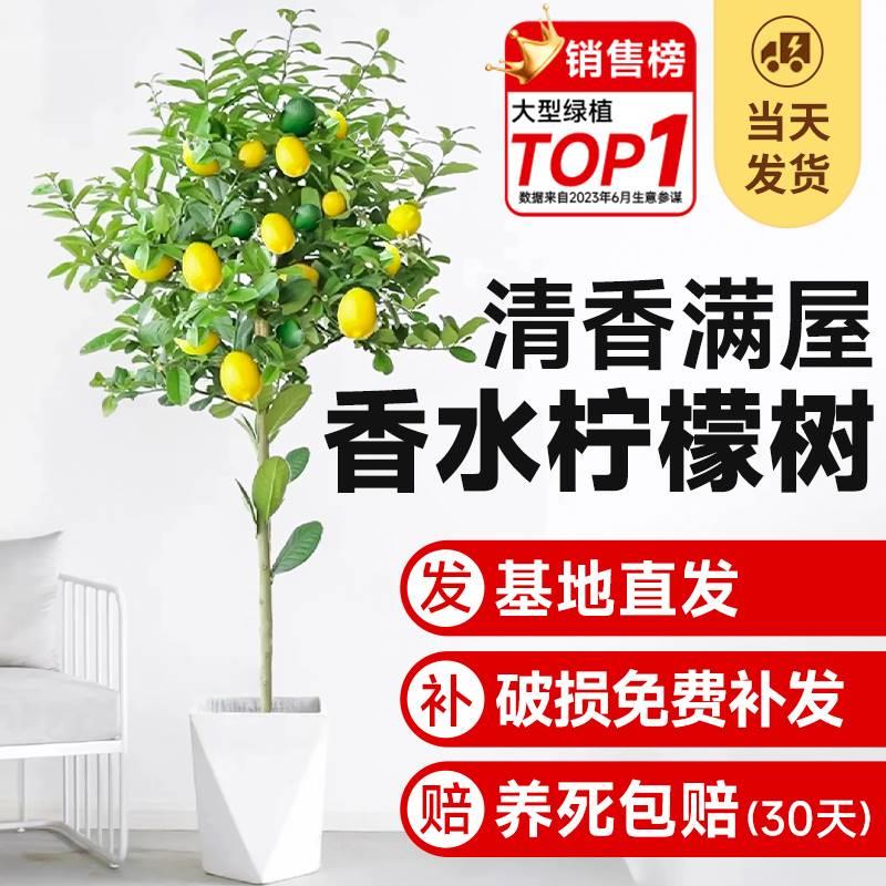 香水柠檬树盆栽大型绿植除甲醛新房家用植物室内客厅四季带果树苗