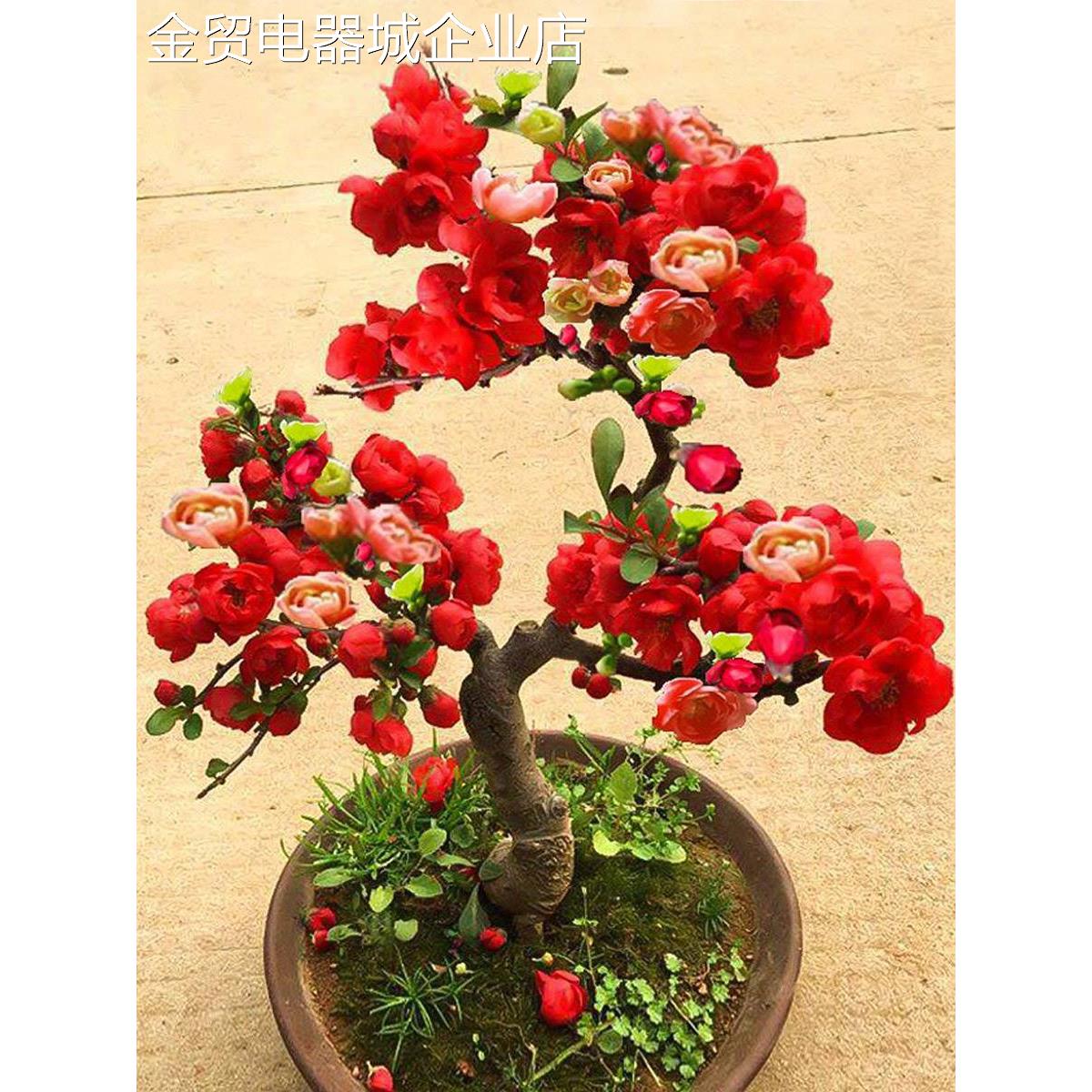 海棠花盆栽树苗盆景重瓣老桩庭院绿植物室内四季花卉开花好养易活