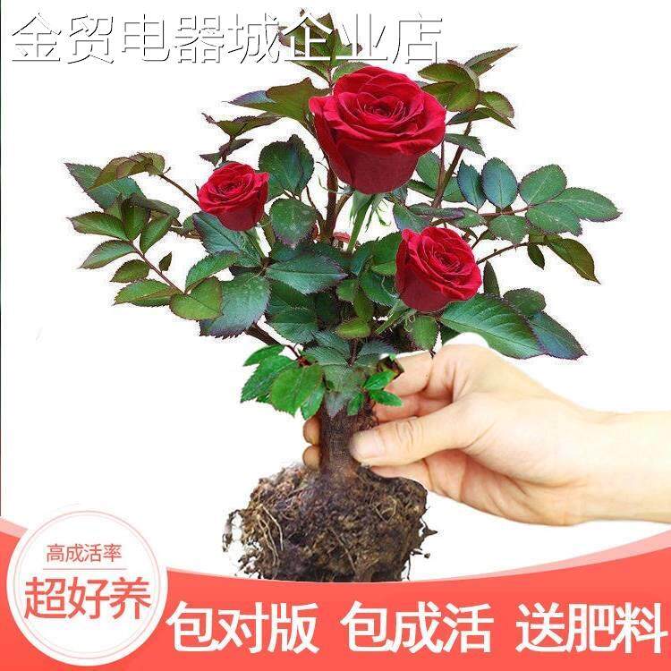 玫瑰花树苗四季种易活月季玖瑰苗开花盆栽室内种植苗好养货花卉