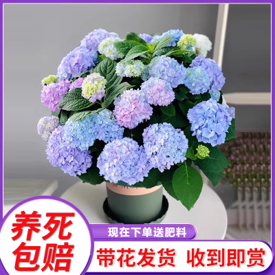 绣球花苗盆栽带花好养活