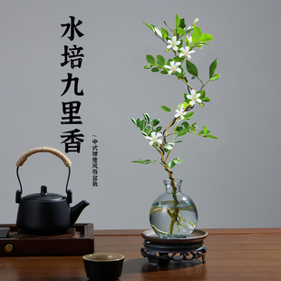 水培植物九里香花卉绿植室内七里香盆栽茉莉办公桌面水培懒人植物