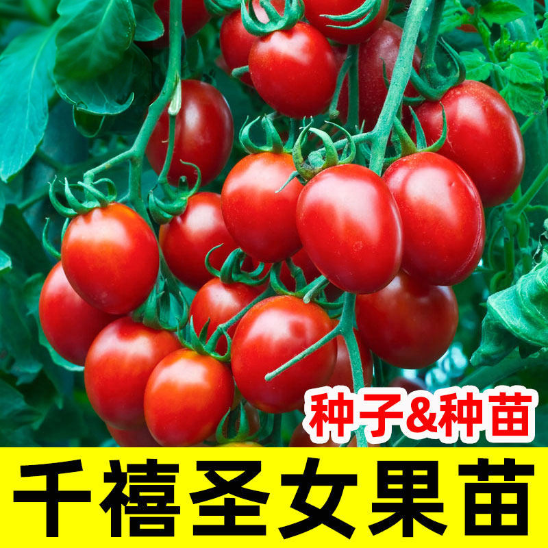 千禧圣女果种子小番茄四季西红柿蔬菜种籽苗秧孑大全秧苗盆栽果苗,鲜花速递/花卉仿真/绿植园艺,种苗/半成品盆栽,淘宝优惠券,粉丝福利购,淘宝优惠卷