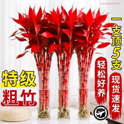 【好养易活】富贵竹水培绿植物盆