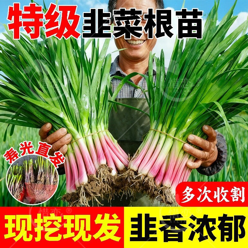 韭菜根苗紫根红根大叶宽叶四季可种农家韭菜根老品种阳台菜园庭院