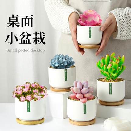 多肉植物组合室内小盆栽办公室桌面高端绿植花卉带陶瓷花盆好养活