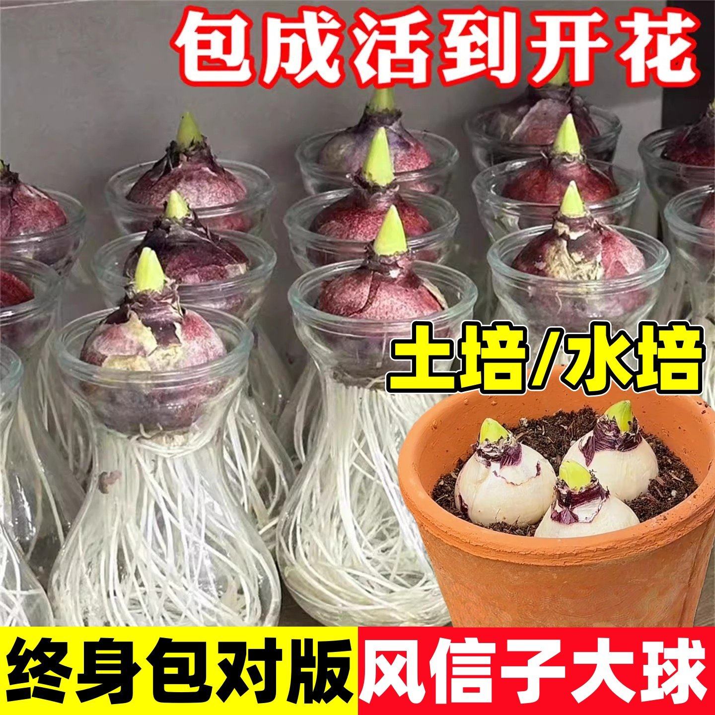 风信子种球水培带花苞特大进口水养四季开花卉耐寒植物郁金香种子