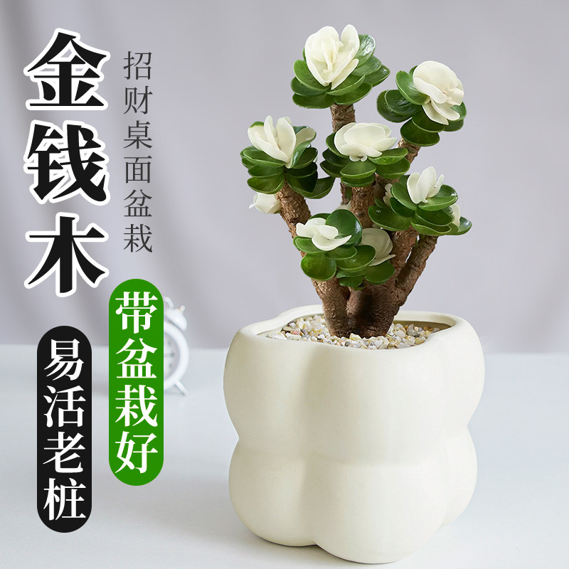 金钱木多肉植物绿植室内小盆栽组合招财玉锦老桩花卉客厅桌面好养