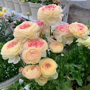 重瓣花毛茛种球洋牡丹花苗花种子室内外庭院四季开花盆栽花卉植物