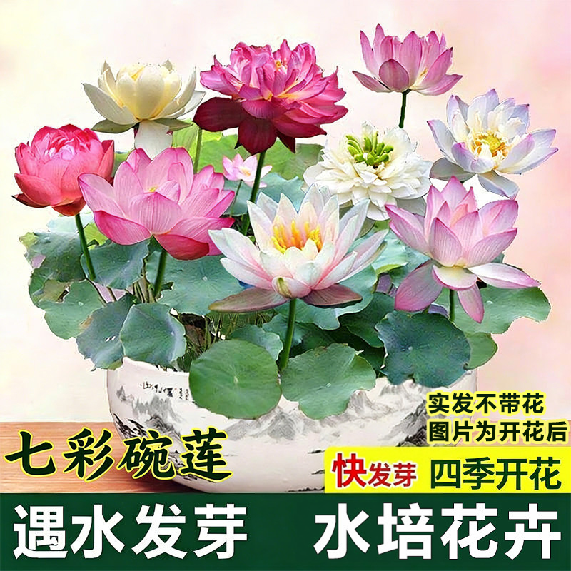 七彩碗莲已开口水培植物睡莲种子四季无土水培花卉鱼缸造景阳台盆