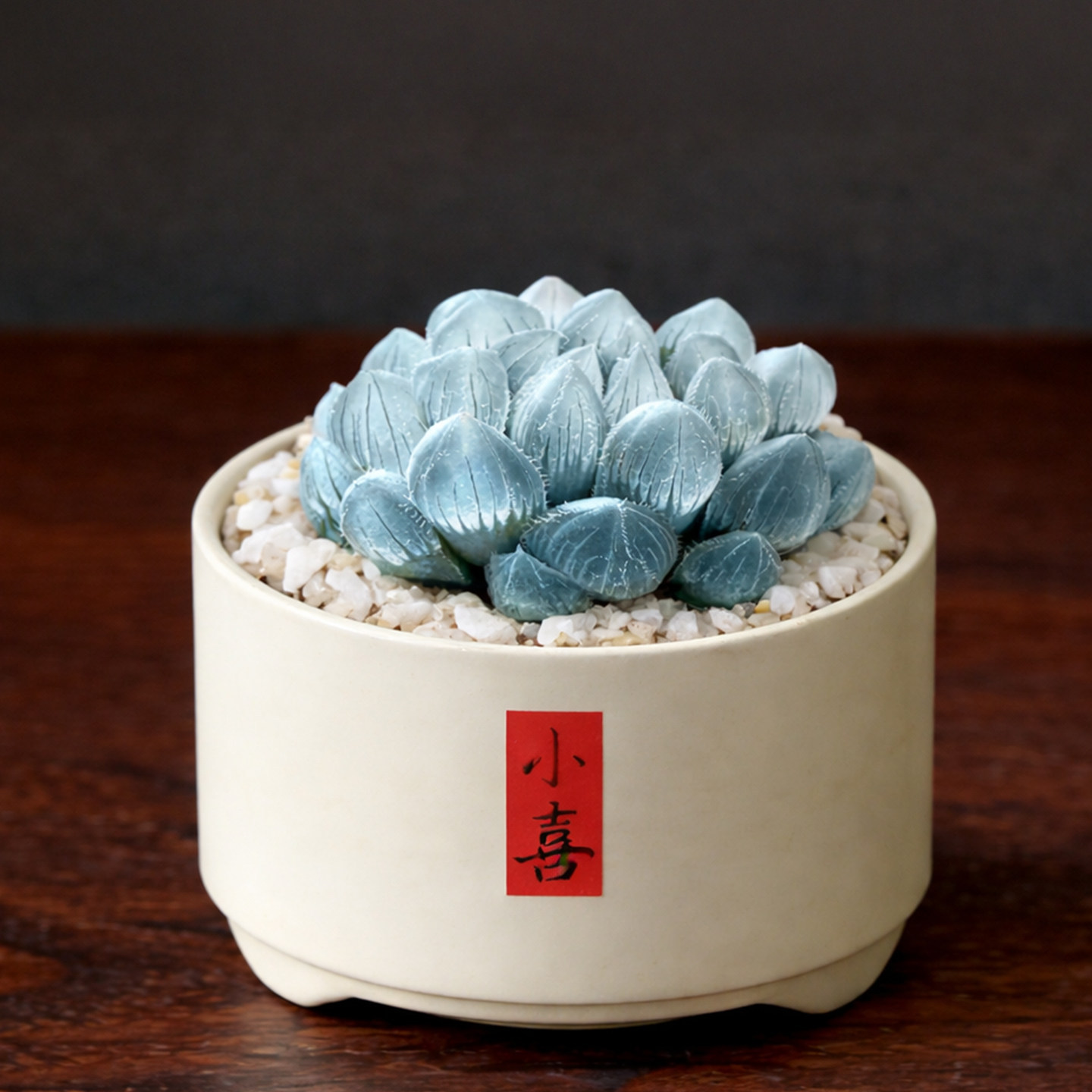 蓝镜玉露多肉植物冰灯霓虹灯稀有绿植室内桌面小盆栽儿童组合好养