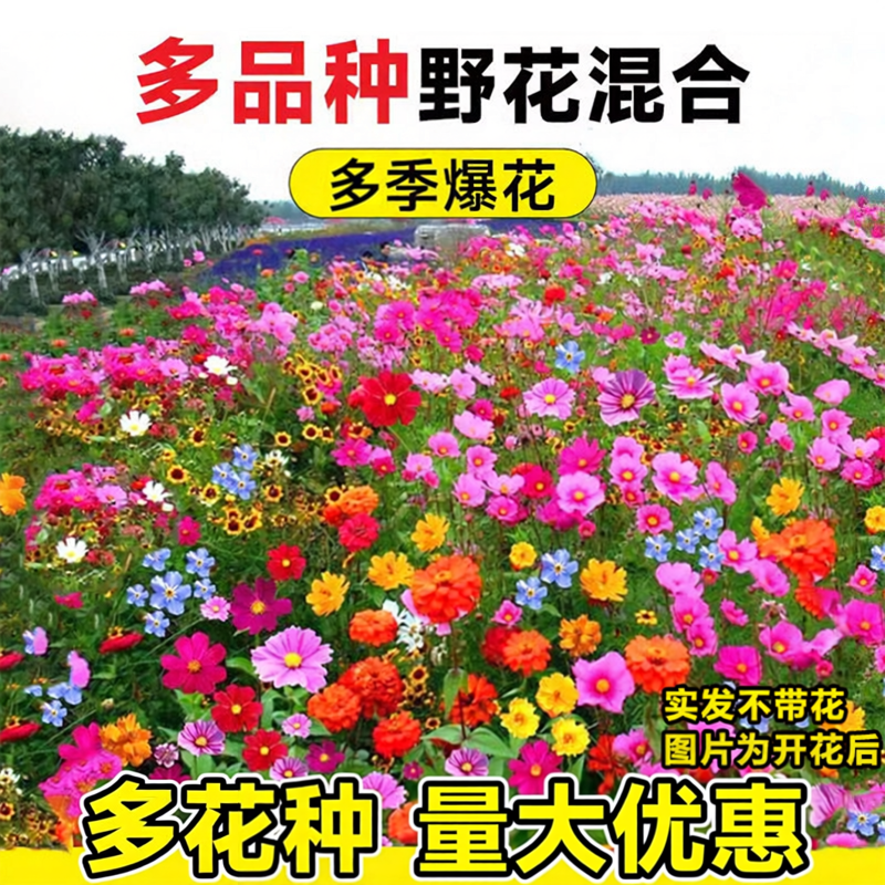 野花组合花种子多季播种开花百日草种籽子格桑花籽庭院太阳花种孑