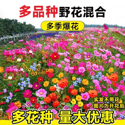 庭院花种野花组合种子易种